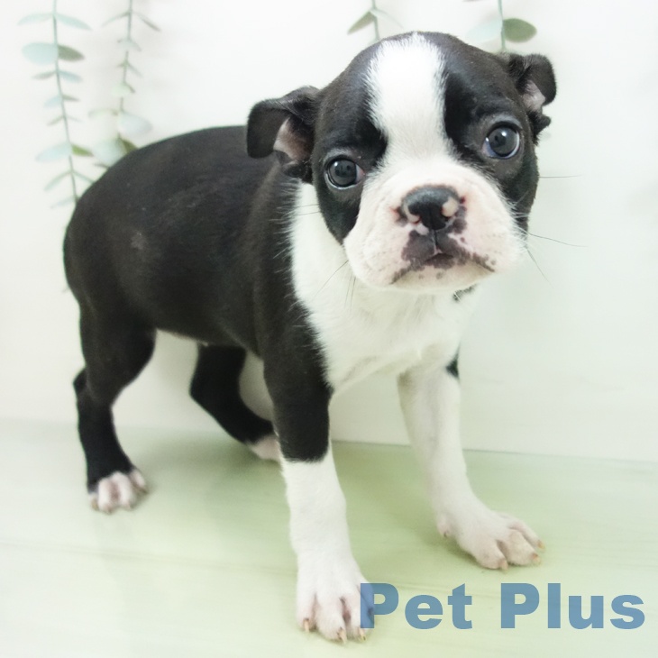 愛知県のボストンテリア (ペットプラス mozoワンダーシティ店/2025年9月1日生まれ/女の子/ボストンカラー)の子犬の1枚目の画像