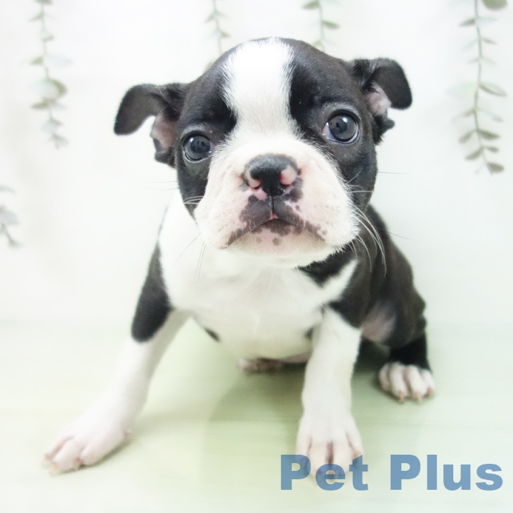 愛知県のボストンテリア (ペットプラス mozoワンダーシティ店/2025年9月1日生まれ/女の子/ボストンカラー)の子犬の2枚目の画像
