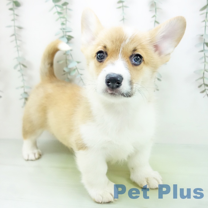 岐阜県のウェルシュコーギーペンブローク (ペットプラス 各務原店/2025年9月1日生まれ/男の子/セーブルホワイト)の子犬の1枚目の画像