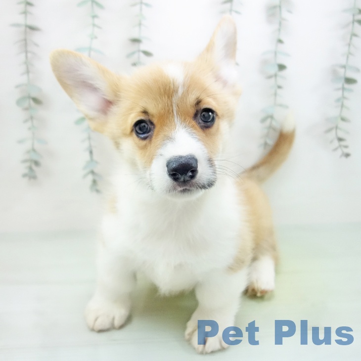 岐阜県のウェルシュコーギーペンブローク (ペットプラス 各務原店/2025年9月1日生まれ/男の子/セーブルホワイト)の子犬の2枚目の画像