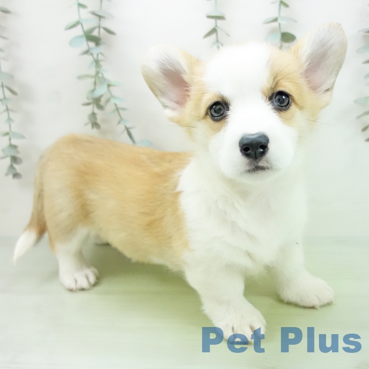 ウェルシュ・コーギー・ペンブローク