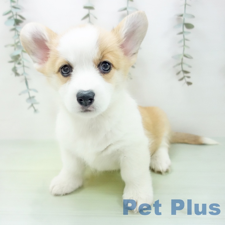 愛知県のウェルシュコーギーペンブローク (ペットプラス ナゴヤドーム前店/2025年9月1日生まれ/女の子/セーブルホワイト)の子犬の2枚目の画像