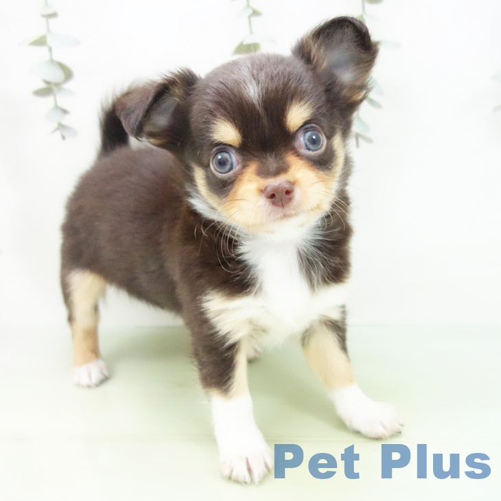 愛知県のチワワ(ロング) (ペットプラス ナゴヤドーム前店/2025年9月1日生まれ/女の子/チョコレートタンホワイト)の子犬の1枚目の画像