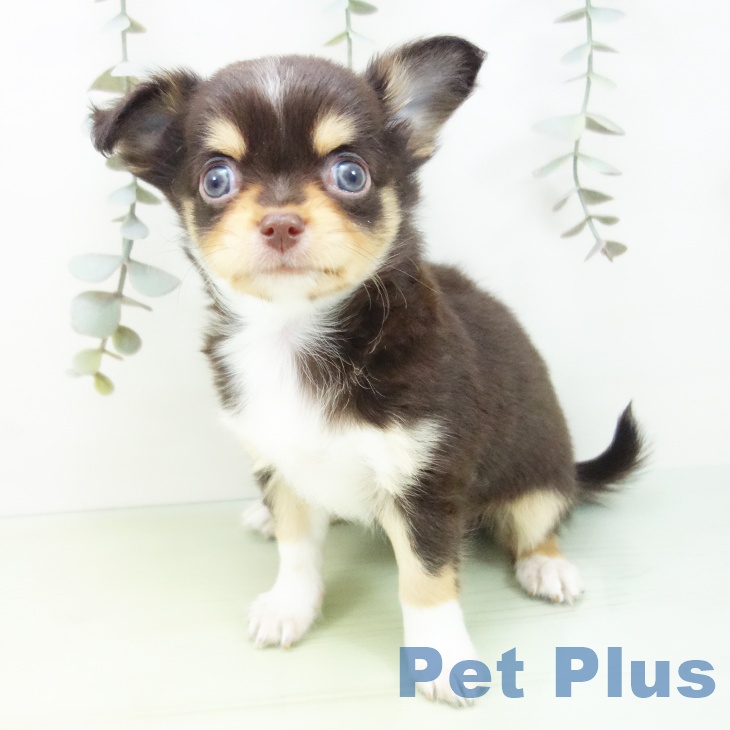 愛知県のチワワ(ロング) (ペットプラス ナゴヤドーム前店/2025年9月1日生まれ/女の子/チョコレートタンホワイト)の子犬の2枚目の画像
