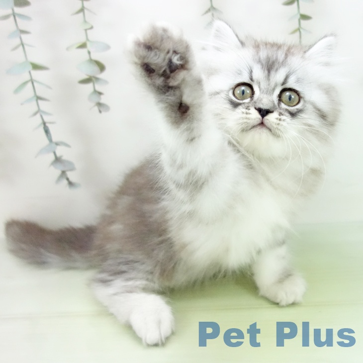 愛知県のエキゾチック (ペットプラス イオンモール豊川店/2025年8月29日生まれ/男の子/シルバータビー)の子猫の1枚目の画像