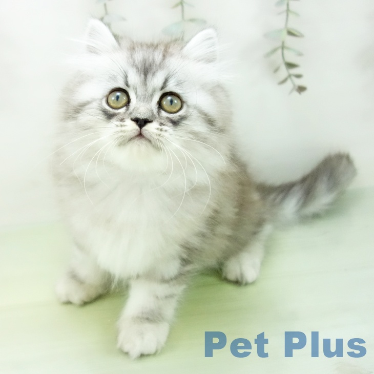 愛知県のエキゾチック (ペットプラス イオンモール豊川店/2025年8月29日生まれ/男の子/シルバータビー)の子猫の2枚目の画像