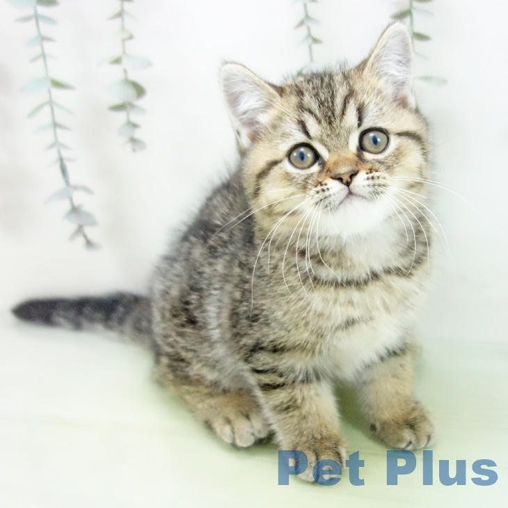 岐阜県のエキゾチック (ペットプラス 光ケ丘店/2025年8月29日生まれ/男の子/ブラウンタビー)の子猫の2枚目の画像