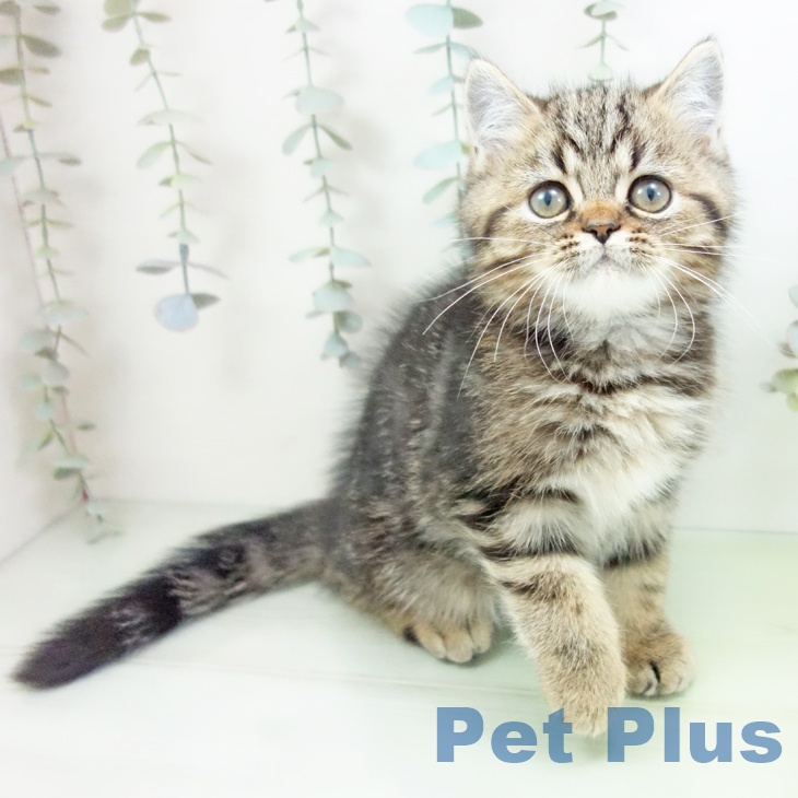 三重県のエキゾチック (ペットプラス 津南店/2025年8月29日生まれ/男の子/ブラウンタビー)の子猫の1枚目の画像