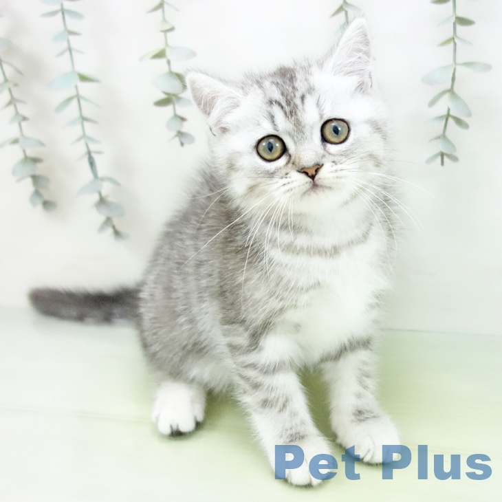 三重県のエキゾチック (ペットプラス 鈴鹿店/2025年8月29日生まれ/女の子/シルバータビー)の子猫の1枚目の画像