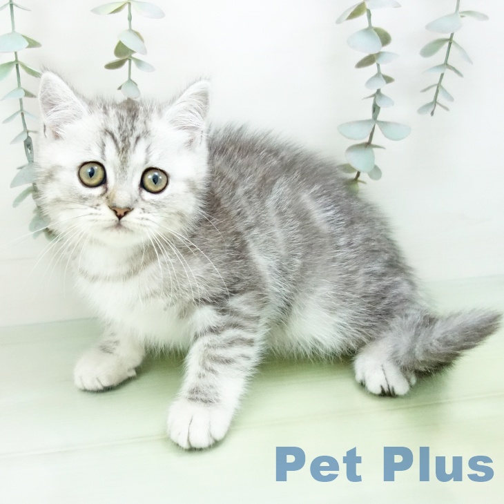 三重県のエキゾチック (ペットプラス 鈴鹿店/2025年8月29日生まれ/女の子/シルバータビー)の子猫の2枚目の画像