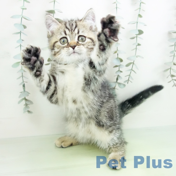 エキゾチックの写真2