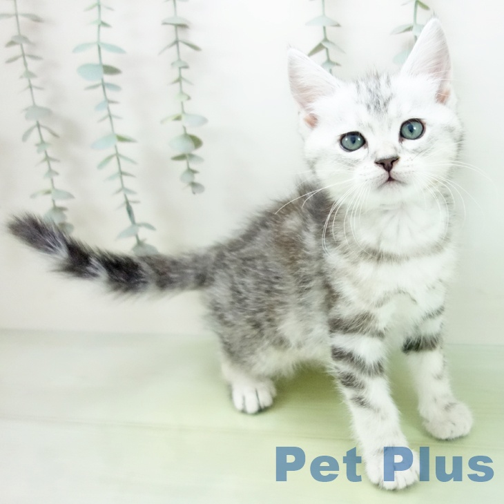 アメリカンショートヘア