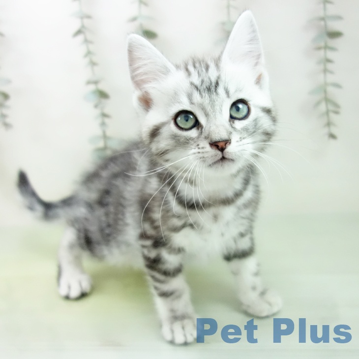 アメリカンショートヘア