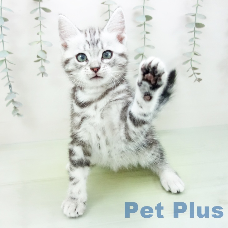 アメリカンショートヘア