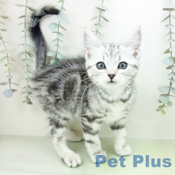 愛知県のアメリカンショートヘアー (ペットプラス mozoワンダーシティ店/2025年8月28日生まれ/女の子/シルバータビー)の子猫の1枚目の画像