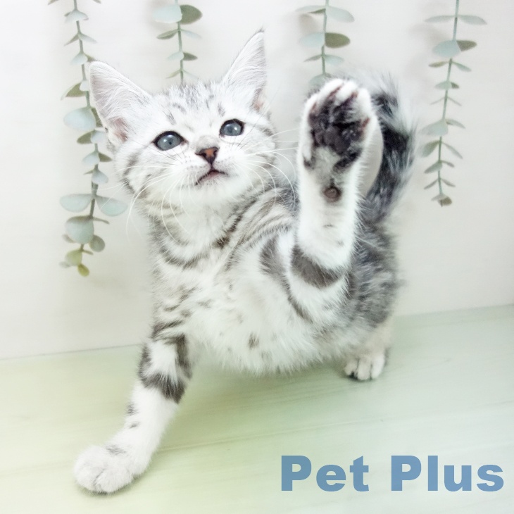愛知県のアメリカンショートヘアー (ペットプラス mozoワンダーシティ店/2025年8月28日生まれ/女の子/シルバータビー)の子猫の2枚目の画像