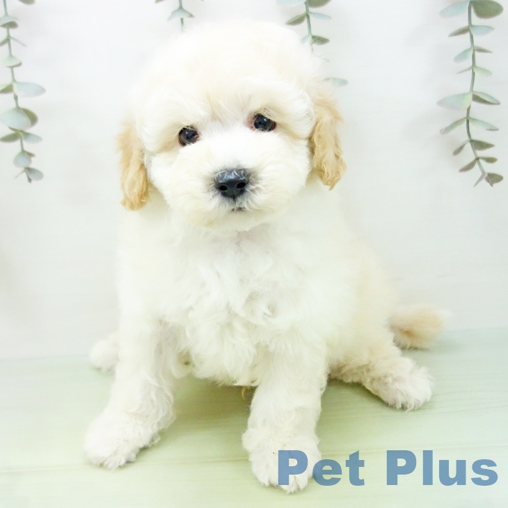 愛知県のトイプードル(トイ) (ペットプラス イオンモール豊川店/2025年9月1日生まれ/男の子/クリーム)の子犬の1枚目の画像