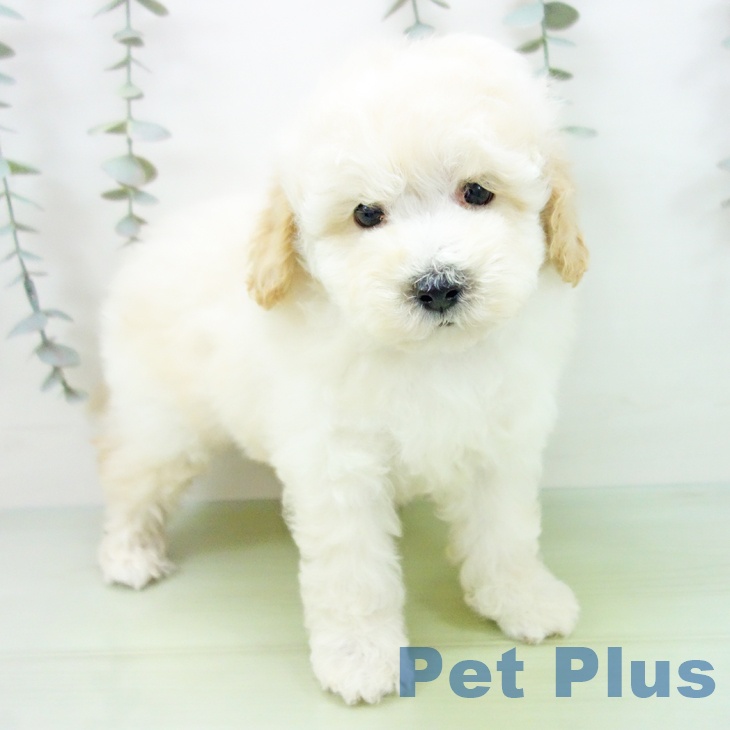 愛知県のトイプードル(トイ) (ペットプラス イオンモール豊川店/2025年9月1日生まれ/男の子/クリーム)の子犬の2枚目の画像