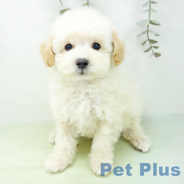 愛知県のトイプードル(トイ) (ペットプラス mozoワンダーシティ店/2025年9月1日生まれ/男の子/クリーム)の子犬の1枚目の画像