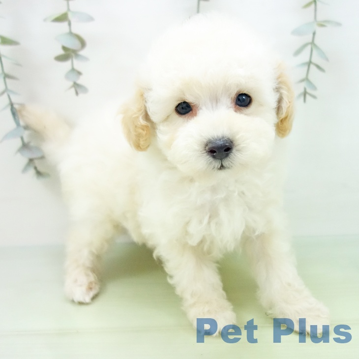 愛知県のトイプードル(トイ) (ペットプラス mozoワンダーシティ店/2025年9月1日生まれ/男の子/クリーム)の子犬の2枚目の画像