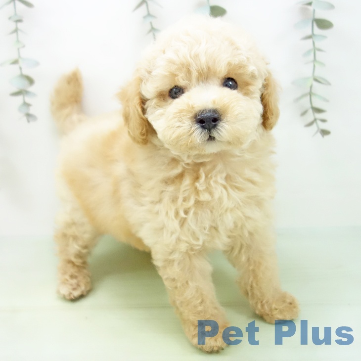 岐阜県のトイプードル(トイ) (ペットプラス 各務原店/2025年9月1日生まれ/男の子/アプリコット)の子犬の1枚目の画像