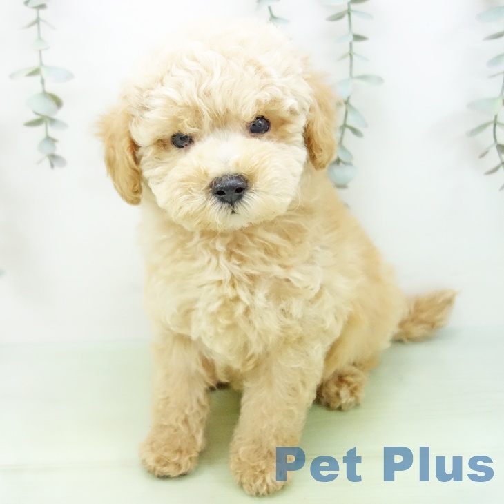 岐阜県のトイプードル(トイ) (ペットプラス 各務原店/2025年9月1日生まれ/男の子/アプリコット)の子犬の2枚目の画像
