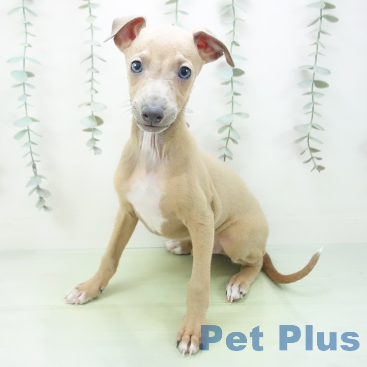 石川県のイタリアングレーハウンド (ペットプラス 白山店/2025年8月31日生まれ/男の子/フォーンホワイトマーキングス)の子犬の1枚目の画像