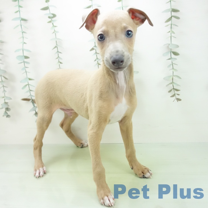 石川県のイタリアングレーハウンド (ペットプラス 白山店/2025年8月31日生まれ/男の子/フォーンホワイトマーキングス)の子犬の2枚目の画像