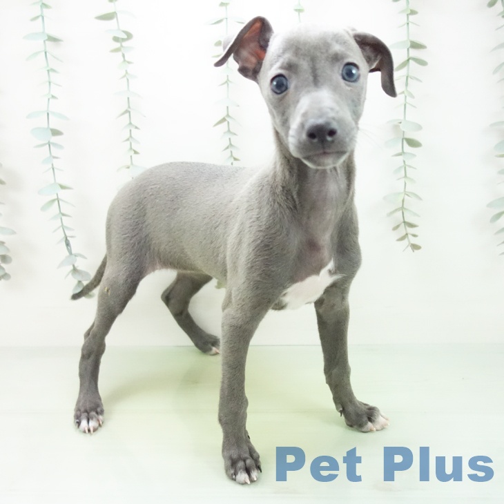 イタリアン・グレーハウンド