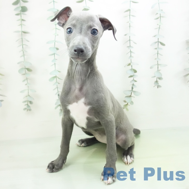 イタリアン・グレーハウンドの写真2