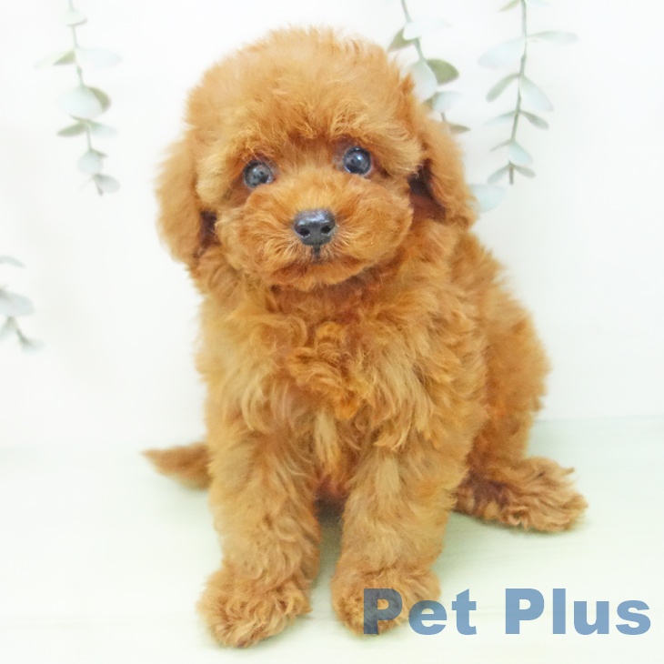 トイ・プードル