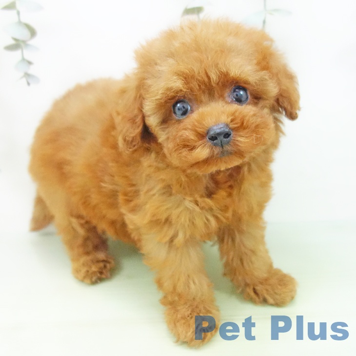 トイ・プードル