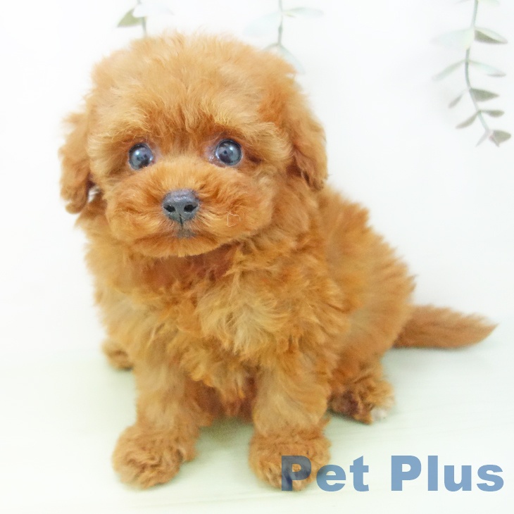 トイ・プードルの写真2