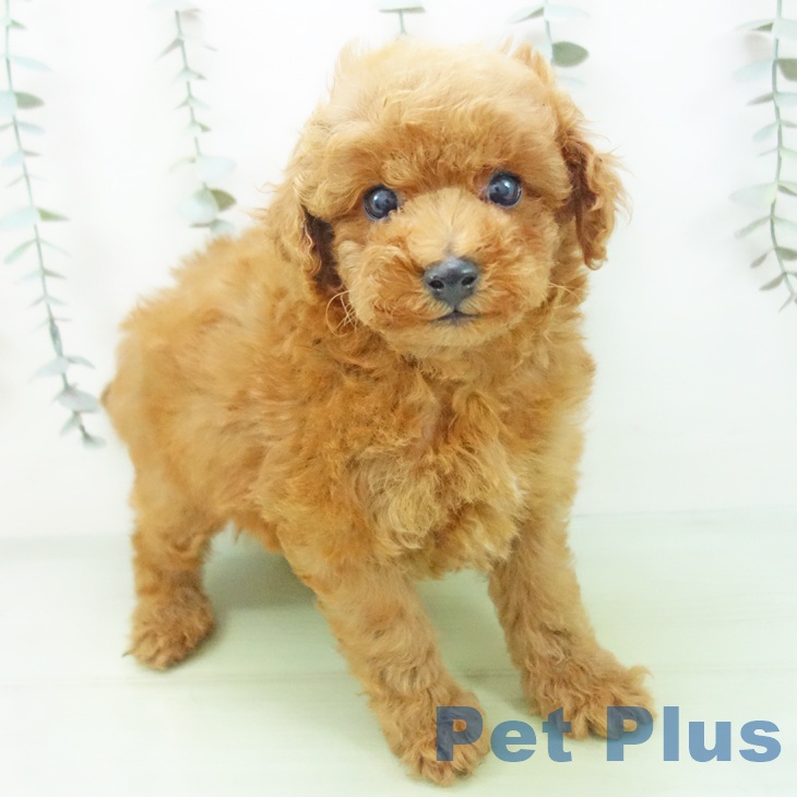 石川県のトイプードル(トイ) (ペットプラス かほく店/2025年9月1日生まれ/男の子/レッド)の子犬の1枚目の画像
