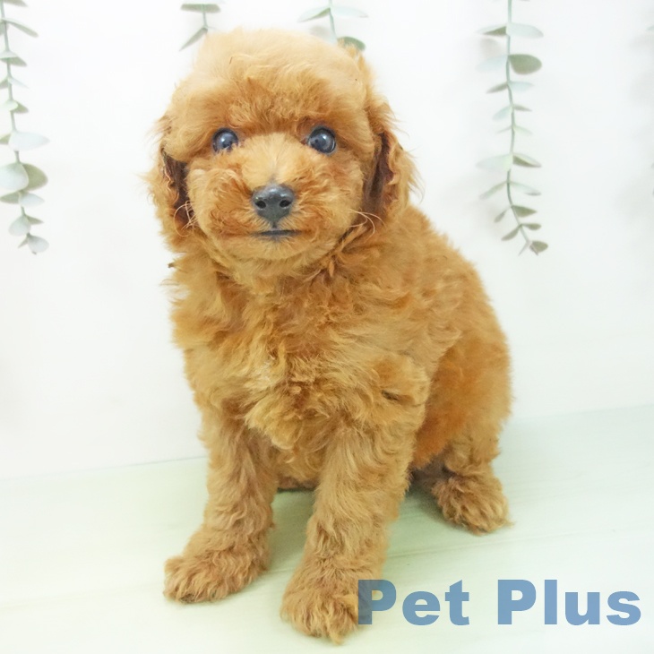 石川県のトイプードル(トイ) (ペットプラス かほく店/2025年9月1日生まれ/男の子/レッド)の子犬の2枚目の画像