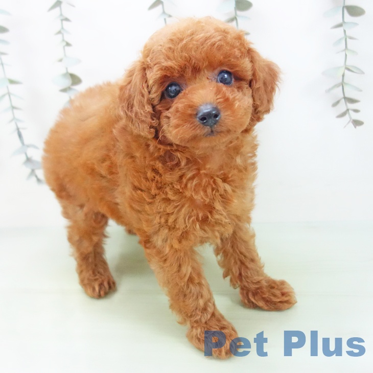 トイ・プードル