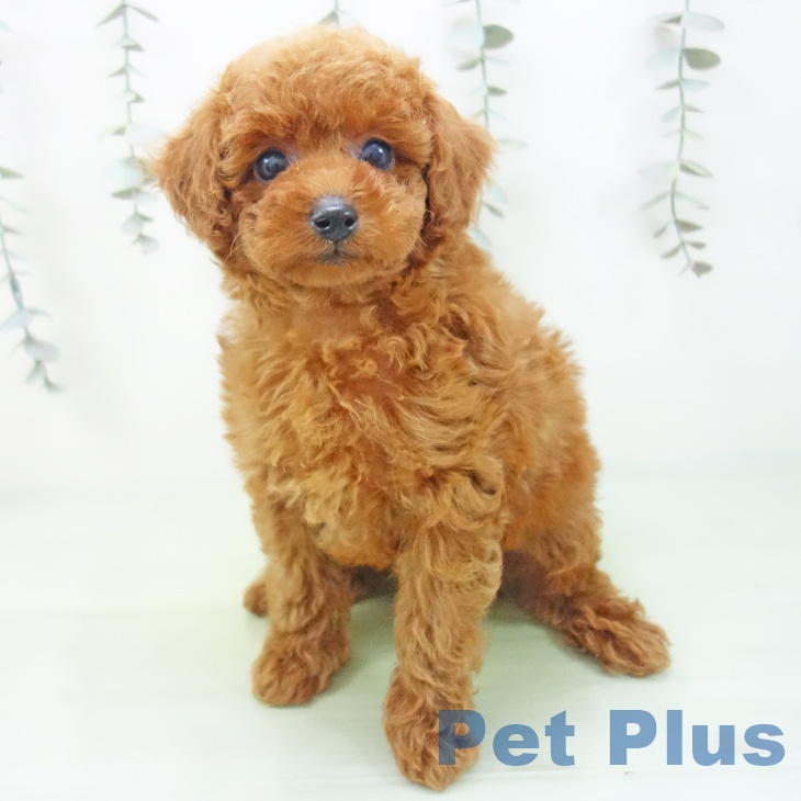 トイ・プードルの写真2