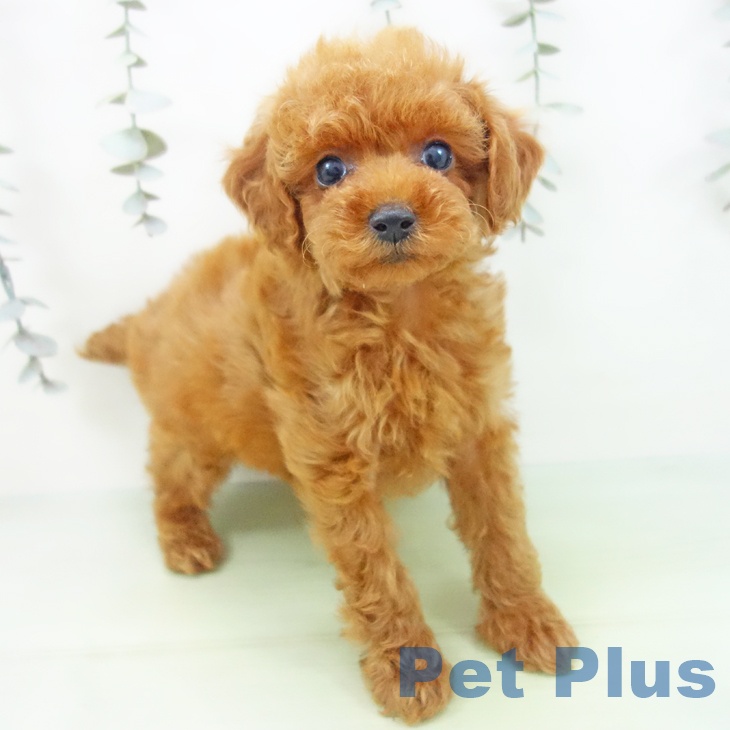 富山県のトイプードル(トイ) (ペットプラス 高岡店/2025年9月1日生まれ/男の子/レッド)の子犬の1枚目の画像