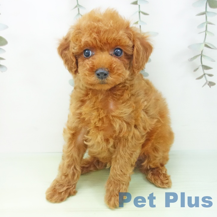 富山県のトイプードル(トイ) (ペットプラス 高岡店/2025年9月1日生まれ/男の子/レッド)の子犬の2枚目の画像