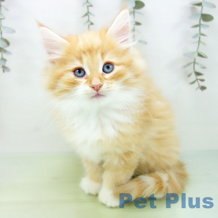 ノルウェージャンフォレストキャット