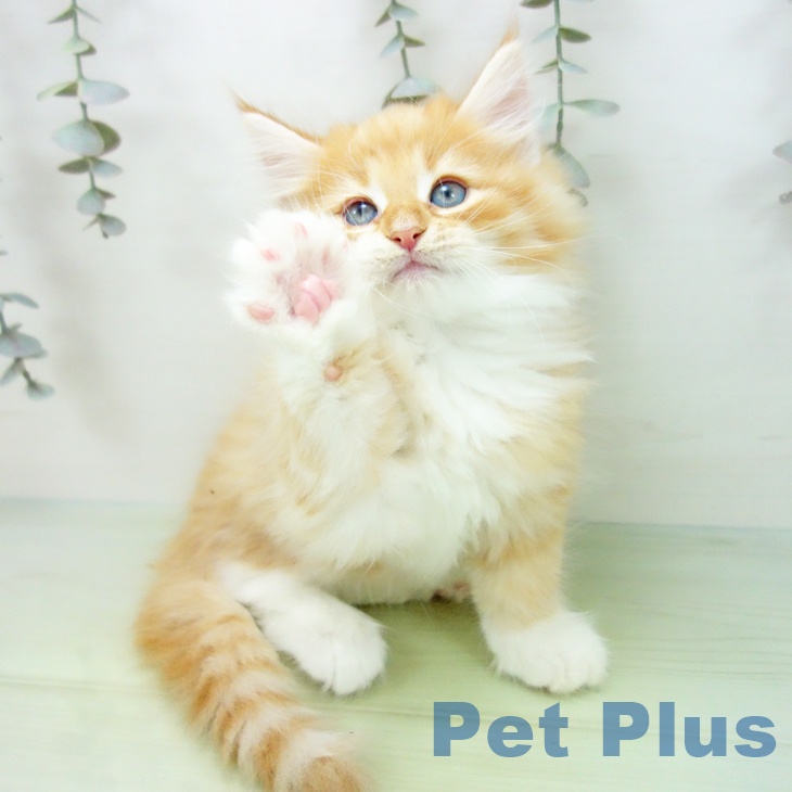 愛知県のノルウェージャンフォレストキャット (ペットプラス ナゴヤドーム前店/2025年8月31日生まれ/男の子/レッドマッカレルタビーホワイト)の子猫の2枚目の画像