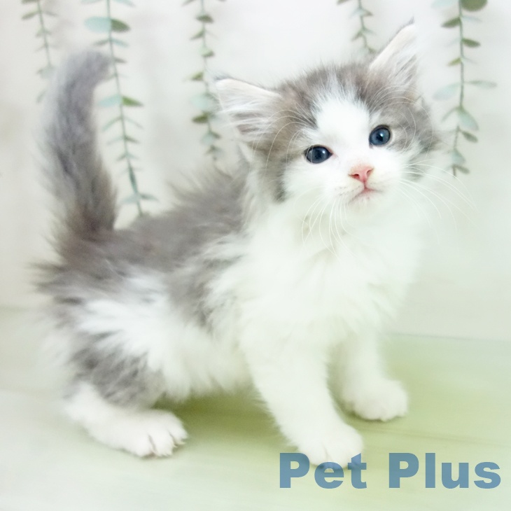 愛知県のノルウェージャンフォレストキャット (ペットプラス みなと店/2025年9月1日生まれ/男の子/ブルークラシックタビーホワイト)の子猫の1枚目の画像