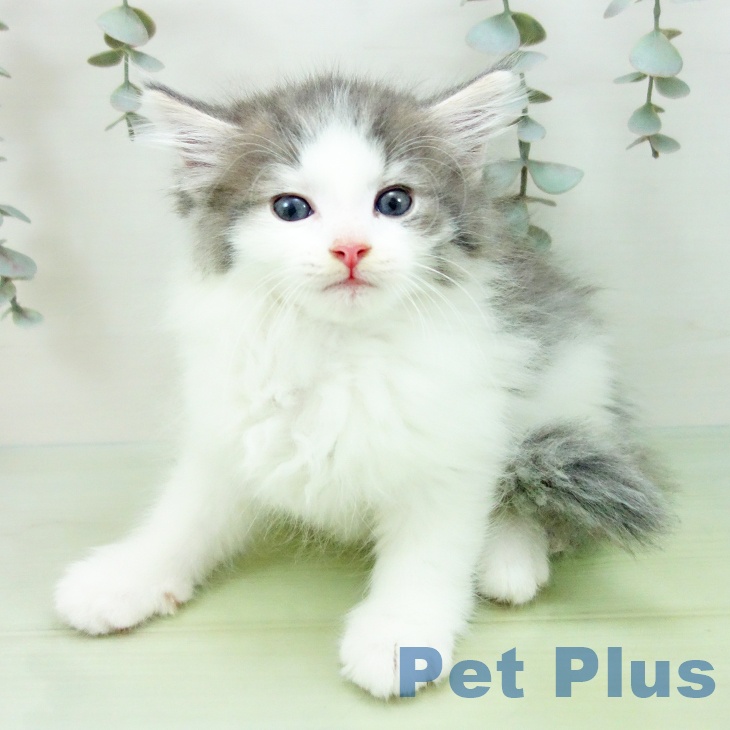 愛知県のノルウェージャンフォレストキャット (ペットプラス みなと店/2025年9月1日生まれ/男の子/ブルークラシックタビーホワイト)の子猫の2枚目の画像