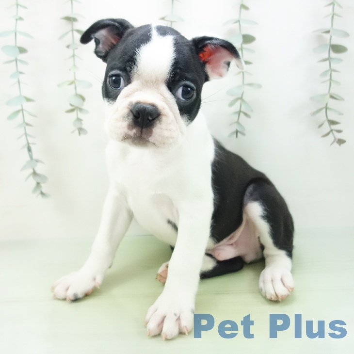 福井県のボストンテリア (ペットプラス 福井店/2025年9月1日生まれ/男の子/ボストンカラー)の子犬の1枚目の画像