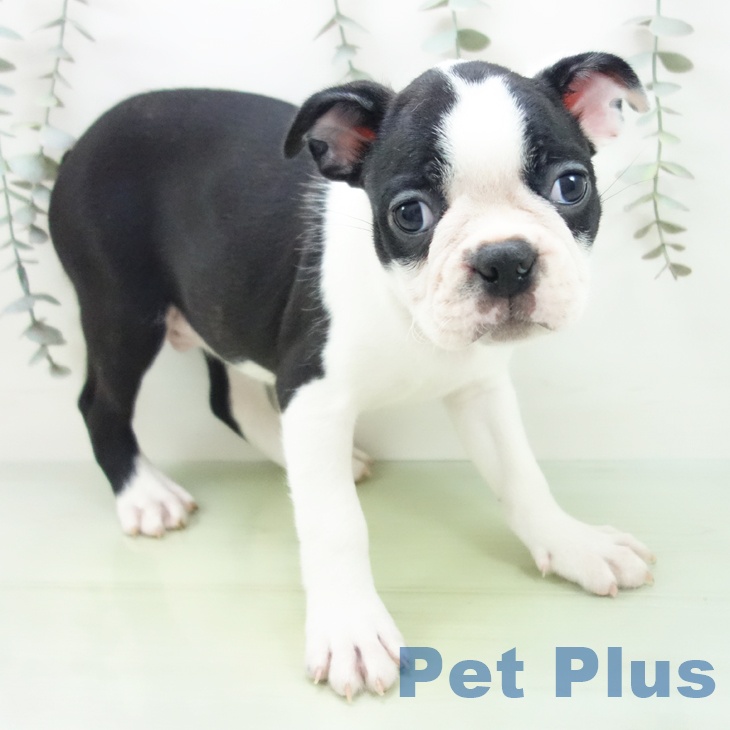 福井県のボストンテリア (ペットプラス 福井店/2025年9月1日生まれ/男の子/ボストンカラー)の子犬の2枚目の画像