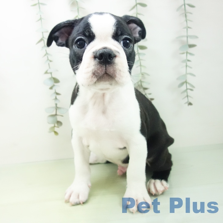 愛知県のボストンテリア (ペットプラス みなと店/2025年9月1日生まれ/男の子/ボストンカラー)の子犬の2枚目の画像