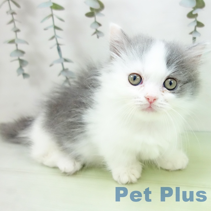 岐阜県のマンチカン (ペットプラス 各務原店/2025年8月28日生まれ/女の子/ブルーホワイト)の子猫の1枚目の画像