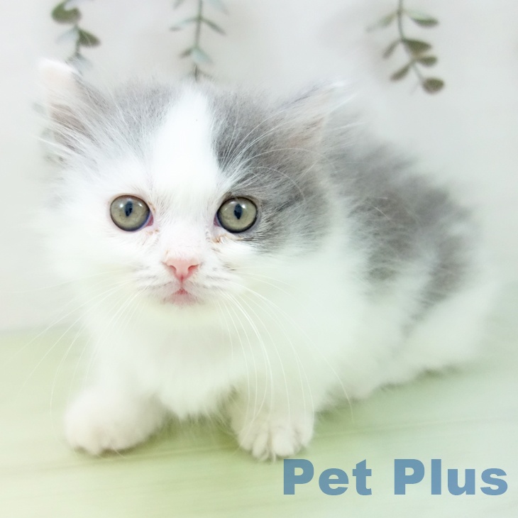 岐阜県のマンチカン (ペットプラス 各務原店/2025年8月28日生まれ/女の子/ブルーホワイト)の子猫の2枚目の画像