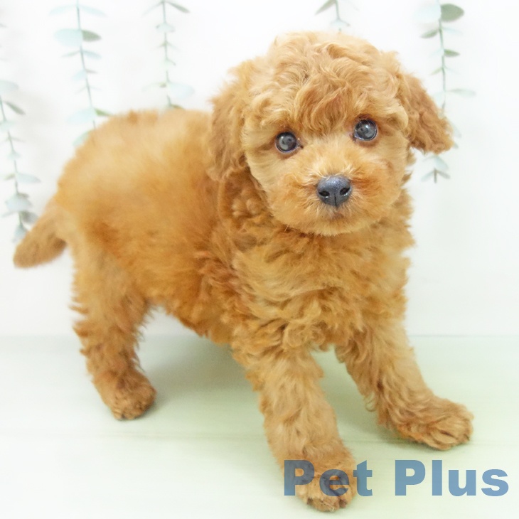 愛知県のトイプードル(トイ) (ペットプラス 千音寺店/2025年9月3日生まれ/男の子/アプリコット)の子犬の1枚目の画像