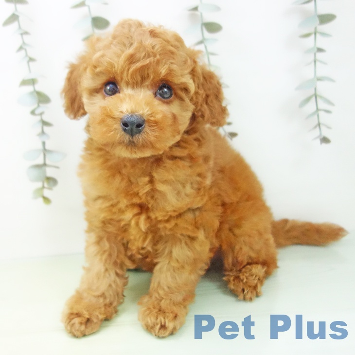愛知県のトイプードル(トイ) (ペットプラス 千音寺店/2025年9月3日生まれ/男の子/アプリコット)の子犬の2枚目の画像